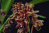 Cymbidium Mad Doctor ‘Cinnabar’ HCC/AOS - Orchid Design