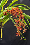 Cymbidium Mad Doctor ‘Cinnabar’ HCC/AOS - Orchid Design