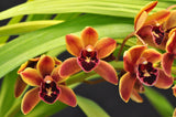 Cymbidium Mad Doctor ‘Cinnabar’ HCC/AOS - Orchid Design