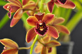 Cymbidium Mad Doctor ‘Cinnabar’ HCC/AOS - Orchid Design