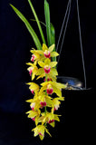 Cymbidium Memoria Amelia Earhart 'New Horizon' - Orchid Design
