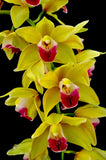 Cymbidium Memoria Amelia Earhart 'New Horizon' - Orchid Design