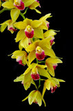Cymbidium Memoria Amelia Earhart 'New Horizon' - Orchid Design