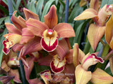 Cymbidium Mighty Remus March bloomer!