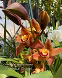 Cymbidium Mighty Remus March bloomer!