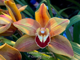 Cymbidium Mighty Remus March bloomer!