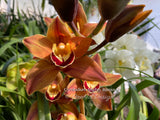 Cymbidium Mighty Remus March bloomer!