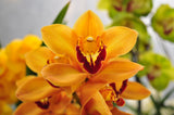 Cymbidium Mighty Sunset 'Jerry' - Orchid Design