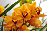 Cymbidium Mighty Sunset 'Jerry' - Orchid Design