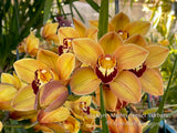 Floriferous Cymbidium Mighty Sunset 'Barbara' - Orchid Design