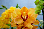 Cymbidium Mighty Sunset 'Jerry' - Orchid Design