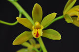 Cascading Cymbidium Mitzy 'Mabel' S/CSA - Orchid Design