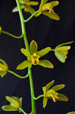 Cascading Cymbidium Mitzy 'Mabel' S/CSA - Orchid Design