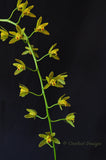 Cascading Cymbidium Mitzy 'Mabel' S/CSA - Orchid Design
