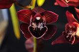 Pendulous Cymbidium Panalatinga 'Red Devil' – HCC/AOS, AD/CSA - Orchid Design