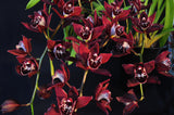 Pendulous Cymbidium Panalatinga 'Red Devil' – HCC/AOS, AD/CSA - Orchid Design