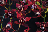 Pendulous Cymbidium Panalatinga 'Red Devil' – HCC/AOS, AD/CSA - Orchid Design