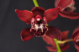 Pendulous Cymbidium Panalatinga 'Red Devil' – HCC/AOS, AD/CSA - Orchid Design