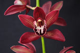 Cymbidium Panalatinga 'SanBar Tapestry' - Orchid Design