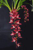 Cymbidium Panalatinga 'SanBar Tapestry' - Orchid Design
