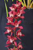 Cymbidium Panalatinga 'SanBar Tapestry' - Orchid Design