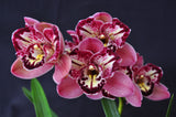 Cym. Pepper's Fire 'Fiesta' – Petals Peloric - Orchid Design