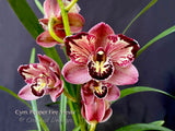 Cym. Pepper's Fire 'Fiesta' – Petals Peloric - Orchid Design