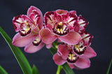 Cym. Pepper's Fire 'Fiesta' – Petals Peloric - Orchid Design