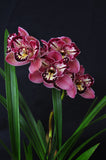 Cym. Pepper's Fire 'Fiesta' – Petals Peloric - Orchid Design