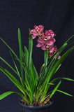 Cym. Pepper's Fire 'Fiesta' – Petals Peloric - Orchid Design
