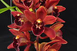 Cym. (Pepper Puss x Last Tango) – Red Pendulous - Orchid Design