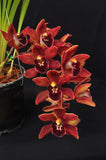 Cym. (Pepper Puss x Last Tango) – Red Pendulous - Orchid Design