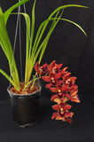 Cym. (Pepper Puss x Last Tango) – Red Pendulous - Orchid Design