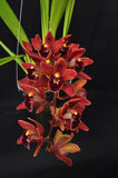 Cym. (Pepper Puss x Last Tango) – Red Pendulous - Orchid Design