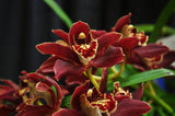 Fragrance Cymbidium Pywacket 'Heatherich Hills' – Rare Classic - Orchid Design