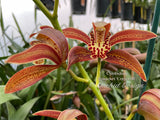 Cymbidium Pywacket, Fragrant, cascading