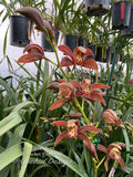 Cymbidium Pywacket, Fragrant, cascading