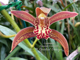 Cymbidium Pywacket, Fragrant, cascading