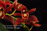Fragrant Cymbidium Pywacket 'Heatherich Hills' – Cascading - Orchid Design