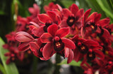 Cymbidium Radiant Ruby – Floriferous - Orchid Design