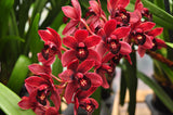 Cymbidium Radiant Ruby – Floriferous - Orchid Design