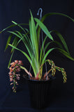 Cymbidium Saigon Beauty Orange - Orchid Design