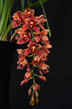 Cymbidium Saigon Beauty Orange - Orchid Design