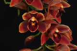 Cymbidium Saigon Beauty Orange - Orchid Design