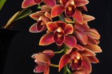 Cymbidium Saigon Beauty Orange - Orchid Design