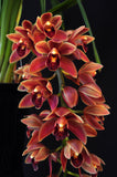 Cymbidium Saigon Beauty Orange - Orchid Design