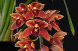 Cymbidium Saigon Beauty Orange - Orchid Design