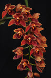 Cymbidium Saigon Beauty Orange - Orchid Design