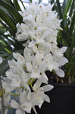 Pendulous Cymbidium Sarah Jean 'Ice Cascade' - Orchid Design
