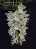Pendulous Cymbidium Sarah Jean 'Ice Cascade' - Orchid Design